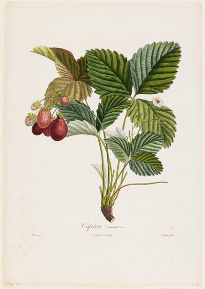 Capron commun (Strawberries), from Traite des Arbres Fruitiers by Pierre Jean Francois Turpin